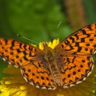 Great Spangled Fritillary